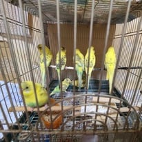 セキセイインコ15羽　準レスキュー