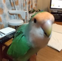 サクちゃん(元さくらこ)＠コザクラインコ