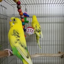 アニス＠セキセイインコ