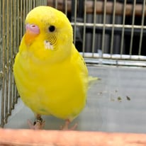 パプリカ＠セキセイインコ