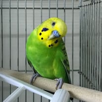 6月/まぐろ＠セキセイインコ