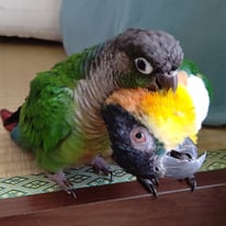 すぐたろうちゃん＠ズグロシロハラインコ、リーコちゃん＠ホオミドリアカオウロコインコ