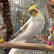 ルーク＠オカメインコ