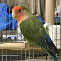 6月/ごん＠コザクラインコ【お手紙有り】