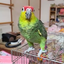 コウロコボウシインコ・ゴシキセイガイインコ　レスキュー