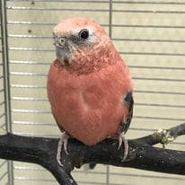  7月/ショウ＠アキクサインコ