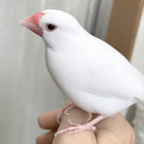 9月／文架＠文鳥
