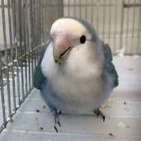 ポピー＠コザクラインコ