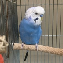 ビバ＠セキセイインコ