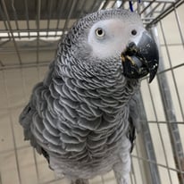 /ムーミン＠ヨウム