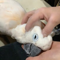 梅太郎ちゃん＠オオバタン