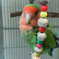 ホッピー＠コザクラインコ