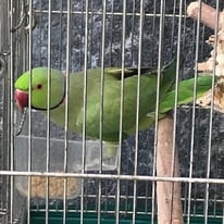 ドリー＠ワカケホンセイインコ