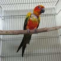 2月／ポンゴ＠コガネメキシコインコ