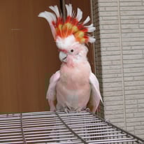 マル＠クルマサカオウム（認定NPO法人tsubasa）