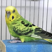 てまり＠セキセイインコ （認定NPO法人tsubasa）