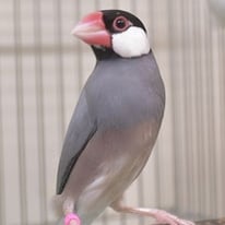 6月/トヨ君＠ブンチョウ