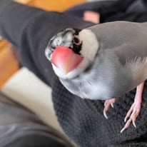 みーこ（元みーやん）＠文鳥