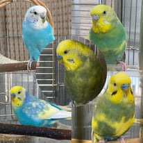セキセイインコ5羽のレスキュー