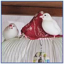 ごまちゃん、だんごちゃん＠文鳥（NPO法人TSUBASA）