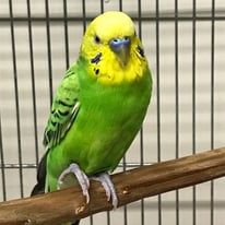 6月/にこまる＠セキセイインコ