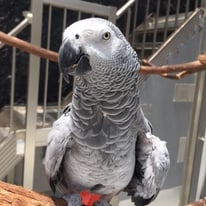 認定NPO法人TSUBASA