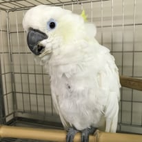 もん＠アオメキバタン