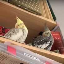 キキちゃん、エマちゃん＠オカメインコ