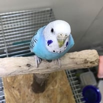 5月/はる＠セキセイインコ【お手紙有り】