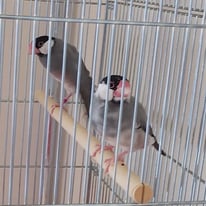 ワカちゃん・カバちゃん（認定NPO法人TSUBASA）