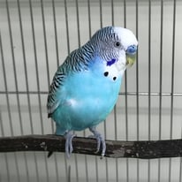 8月/なつ＠セキセイインコ