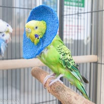 チッチ＠セキセイインコ（認定NPO法人TSUBASA）