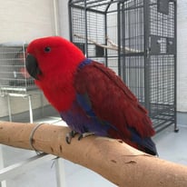 認定NPO法人TSUBASA