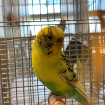 ディル＠セキセイインコ