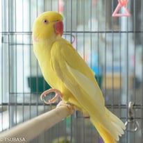 ビビ＠ワカケホンセイインコ（認定NPO法人tsubasa）