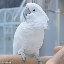 パク＠タイハクオウム （認定NPO法人TSUBASA）