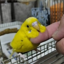 パプリカちゃん＠セキセイインコ