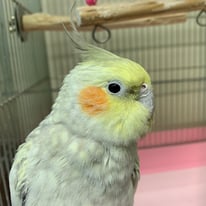 あおさ＠オカメインコ