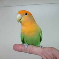 みかん＠コザクラインコ（認定NPO法人tsubasa）