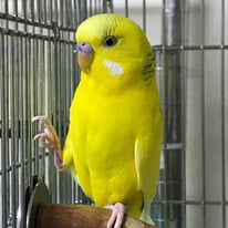 5月/ひかり＠セキセイインコ