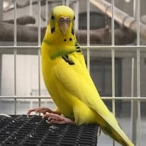 5月/ふく＠セキセイインコ【お手紙有り】