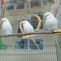 うどん・すいとん・ふとん＠セキセイインコ（認定NPO法人tsubasa）