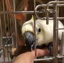 クックちゃん＠コバタン