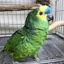 トトロ＠アオボウシインコ