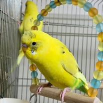 レモングラス＠セキセイインコ