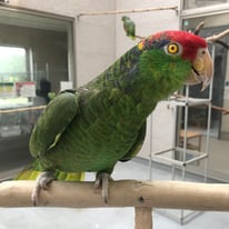 1月/タラ＠メキシコアカボウシインコ