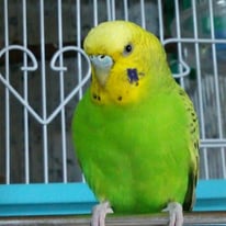 リリィちゃん＠セキセイインコ