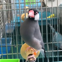 2月/上様＠ブンチョウ