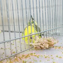 タイム＠セキセイインコ