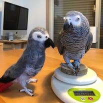 キャプテンちゃん＠ヨウム